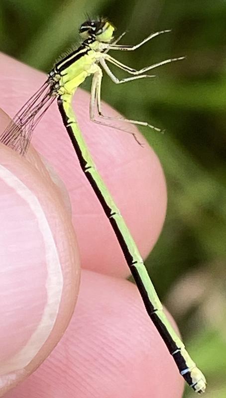 Photo of Rainbow Bluet