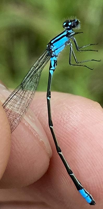 Photo of Skimming Bluet