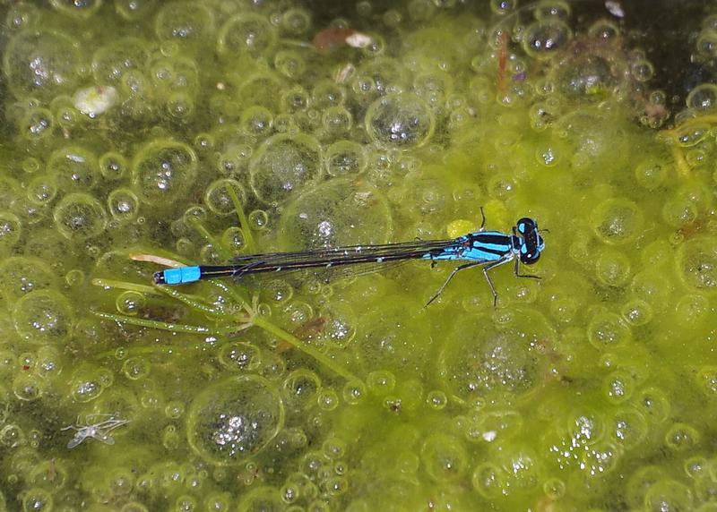 Photo of Skimming Bluet