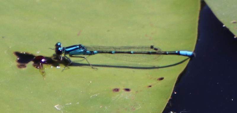 Photo of Skimming Bluet