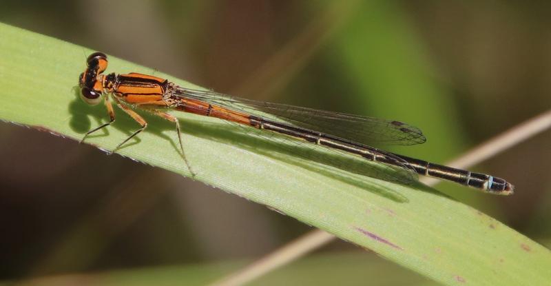 Photo of Eastern Forktail