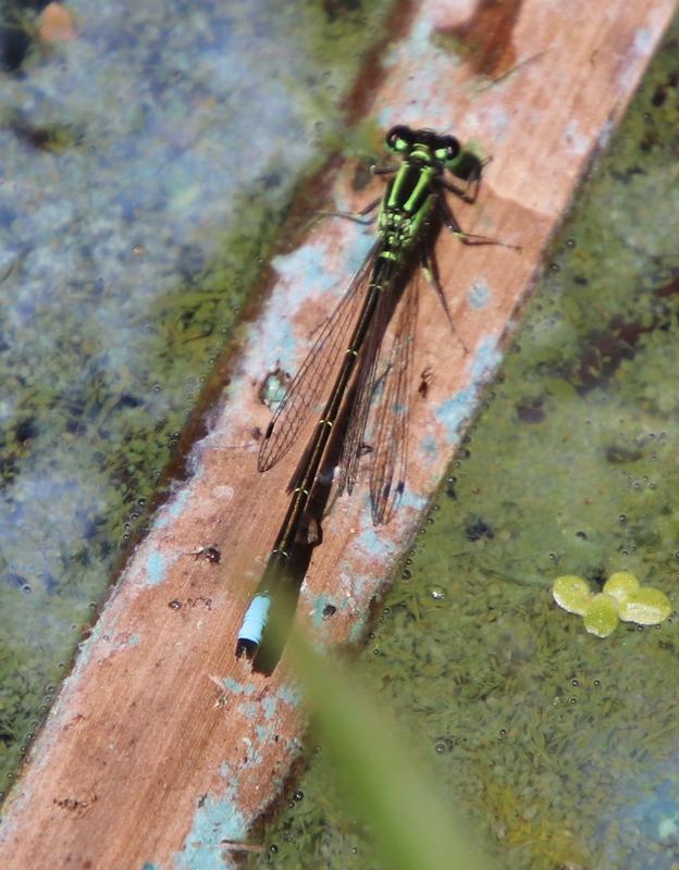 Photo of Eastern Forktail
