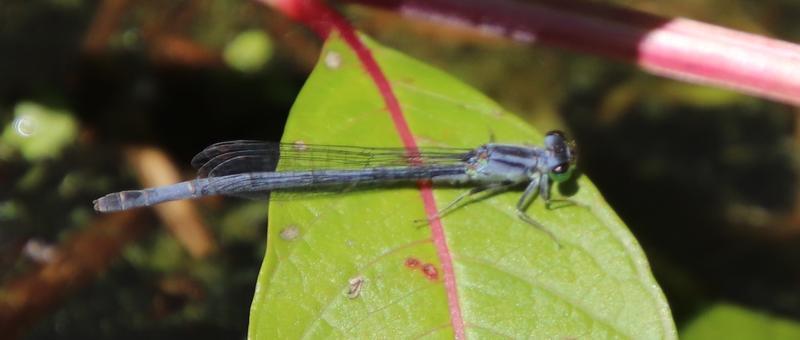 Photo of Eastern Forktail