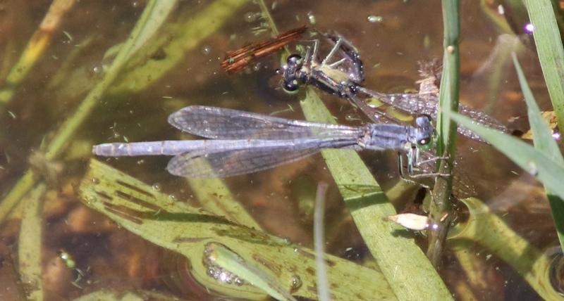 Photo of Eastern Forktail