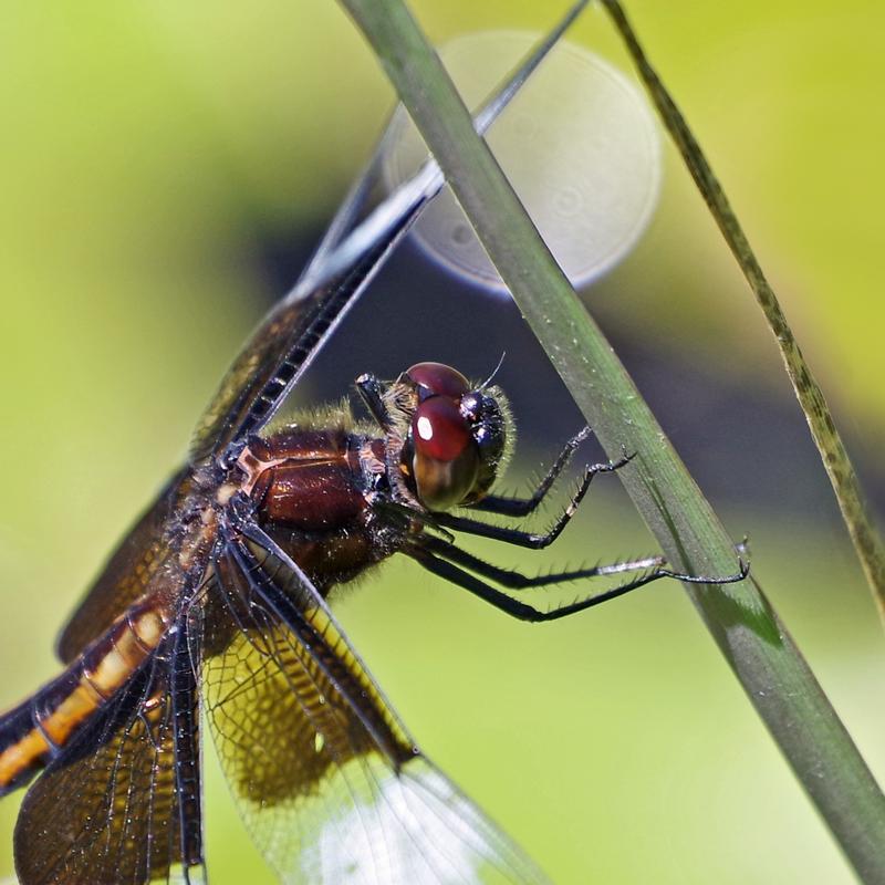 Photo of Widow Skimmer