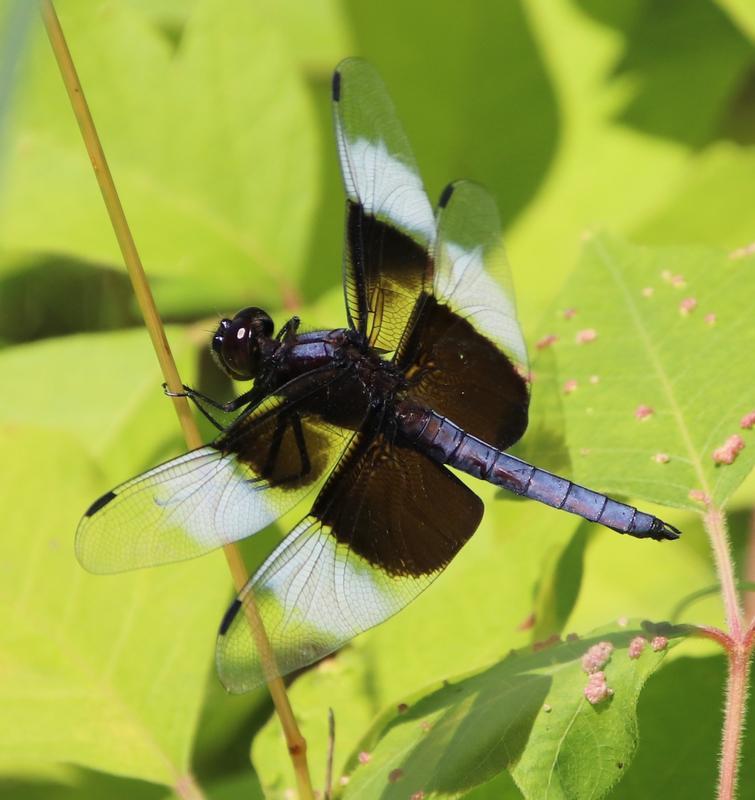 Photo of Widow Skimmer