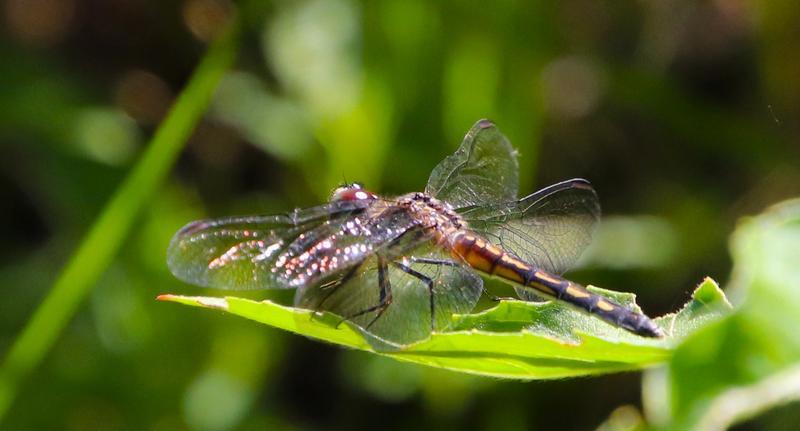 Photo of Blue Dasher