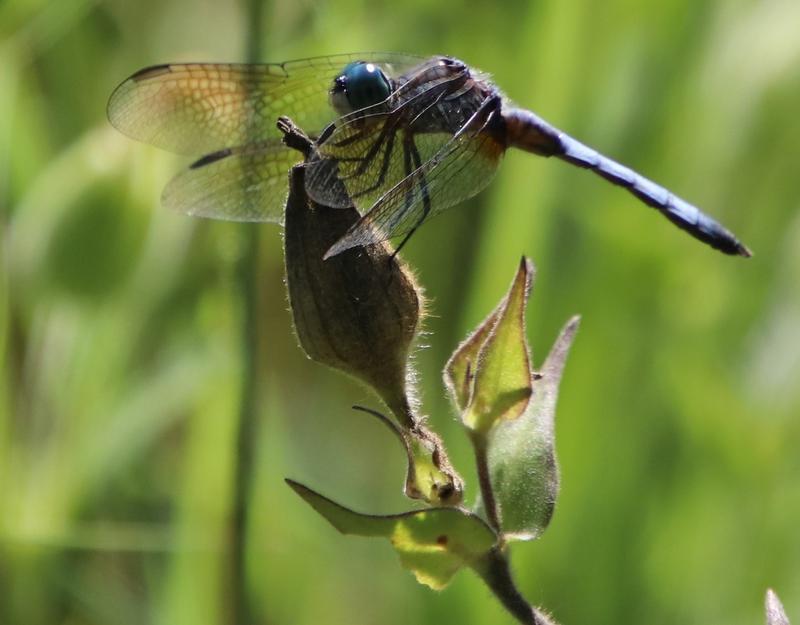 Photo of Blue Dasher