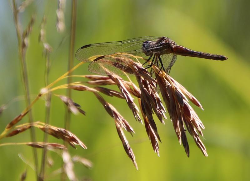 Photo of Blue Dasher