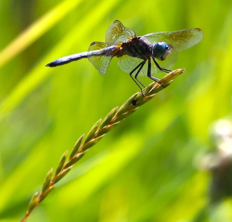 Photo of Blue Dasher