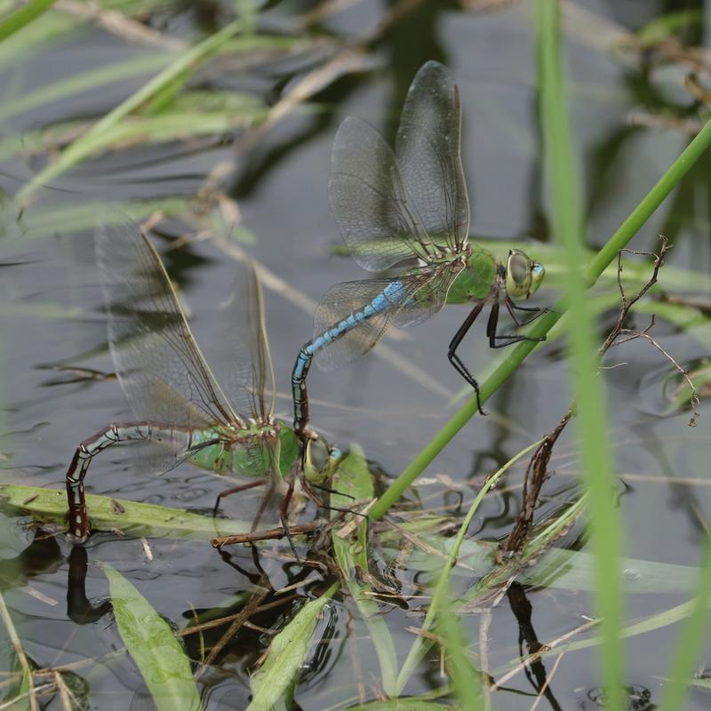 Photo of Common Green Darner