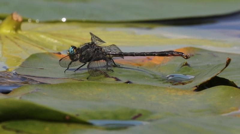 Photo of Lilypad Clubtail
