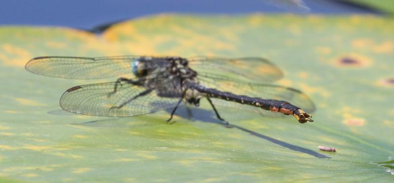Photo of Lilypad Clubtail