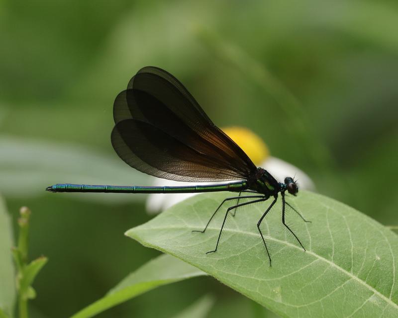 Photo of Ebony Jewelwing
