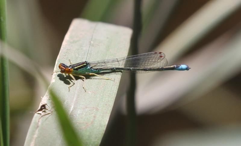 Photo of Rainbow Bluet