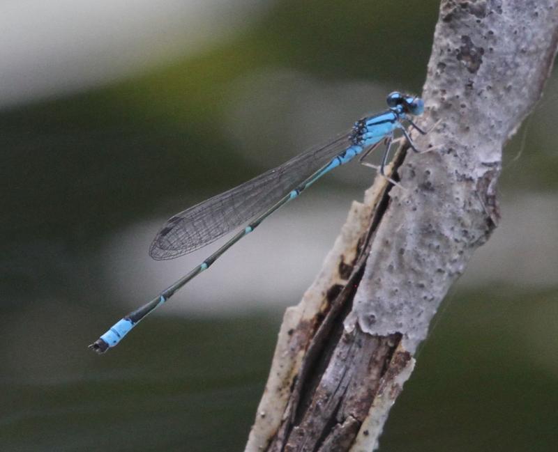 Photo of Slender Bluet