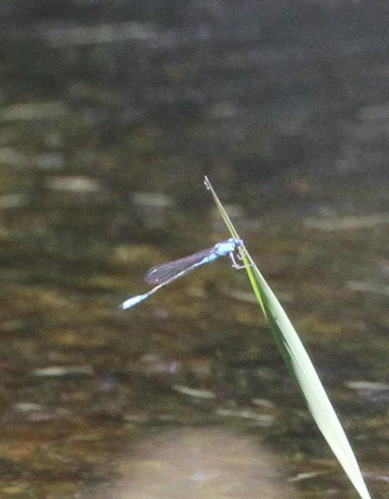 Photo of Azure Bluet