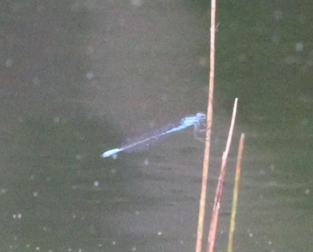Photo of Azure Bluet