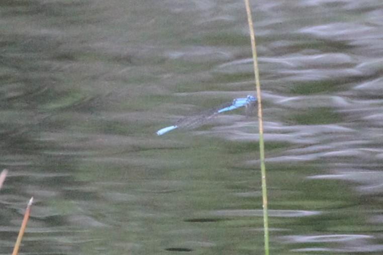 Photo of Azure Bluet