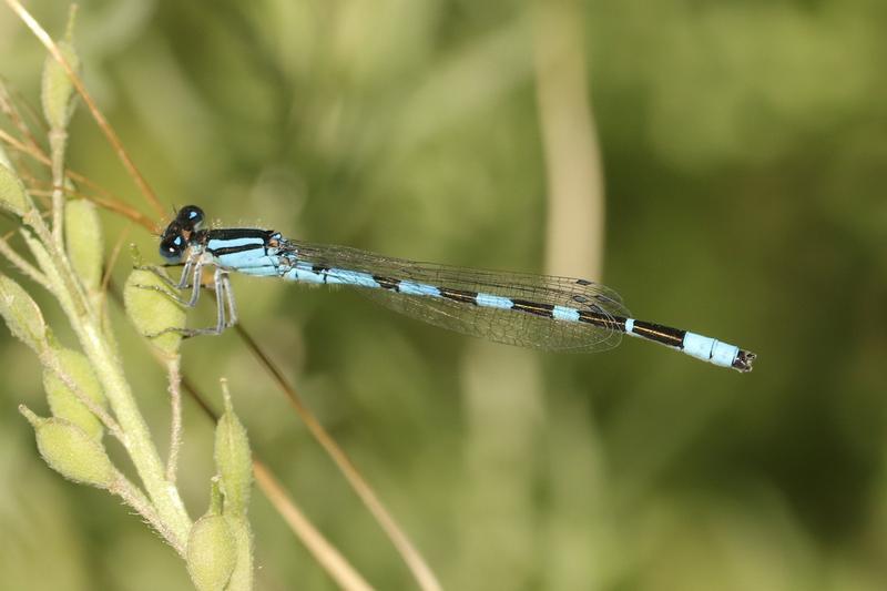 Photo of Tule Bluet