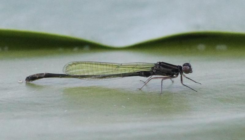 Photo of Lilypad Forktail