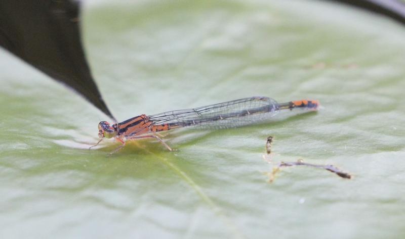 Photo of Lilypad Forktail