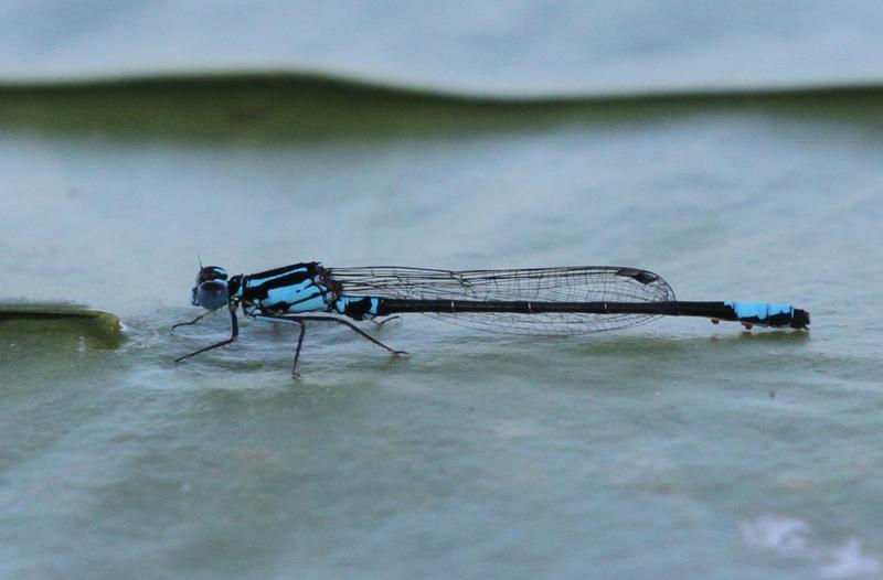 Photo of Lilypad Forktail