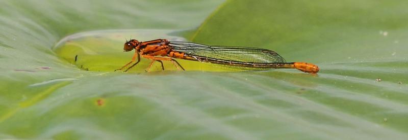 Photo of Lilypad Forktail