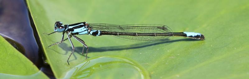 Photo of Lilypad Forktail