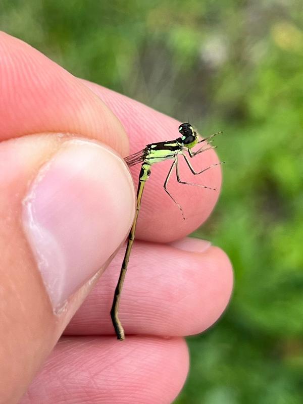 Photo of Fragile Forktail