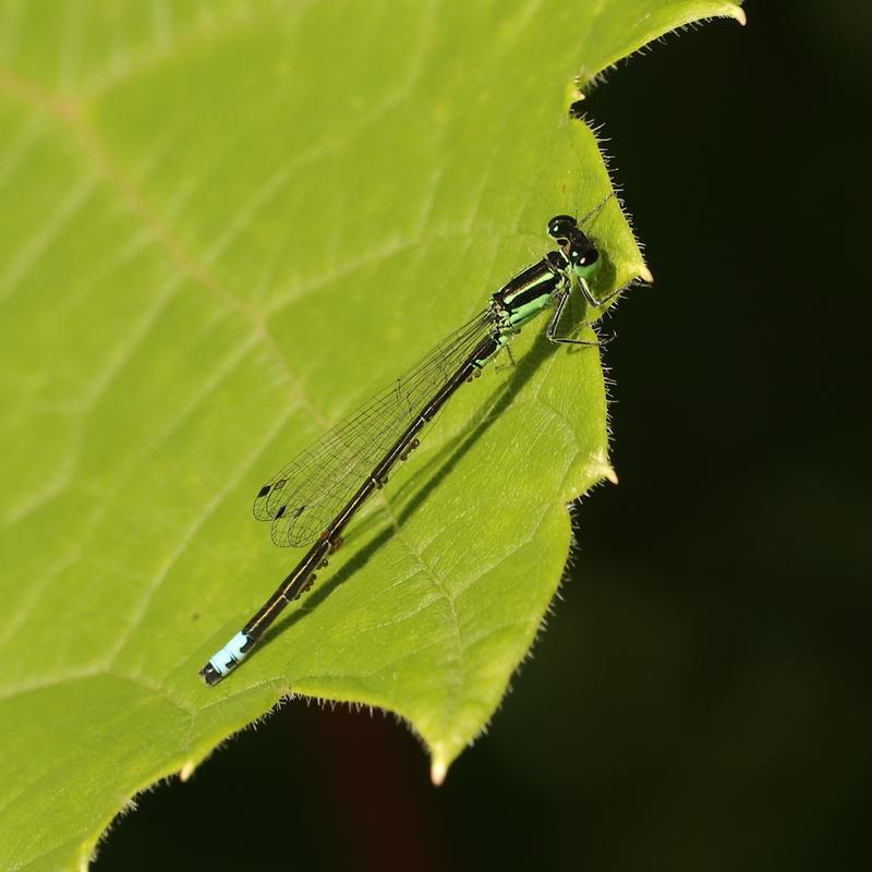 Photo of Eastern Forktail