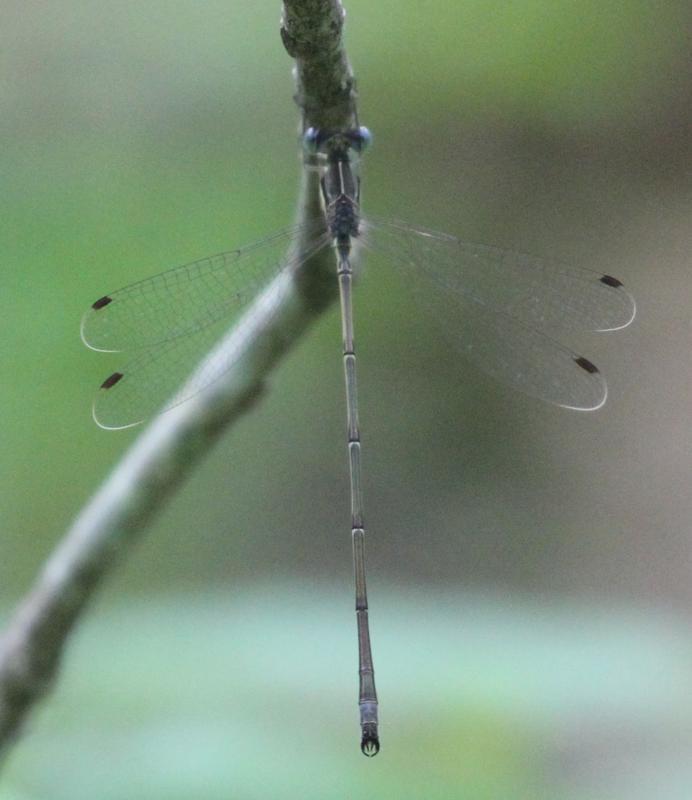 Photo of Slender Spreadwing