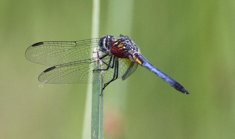 Photo of Blue Dasher
