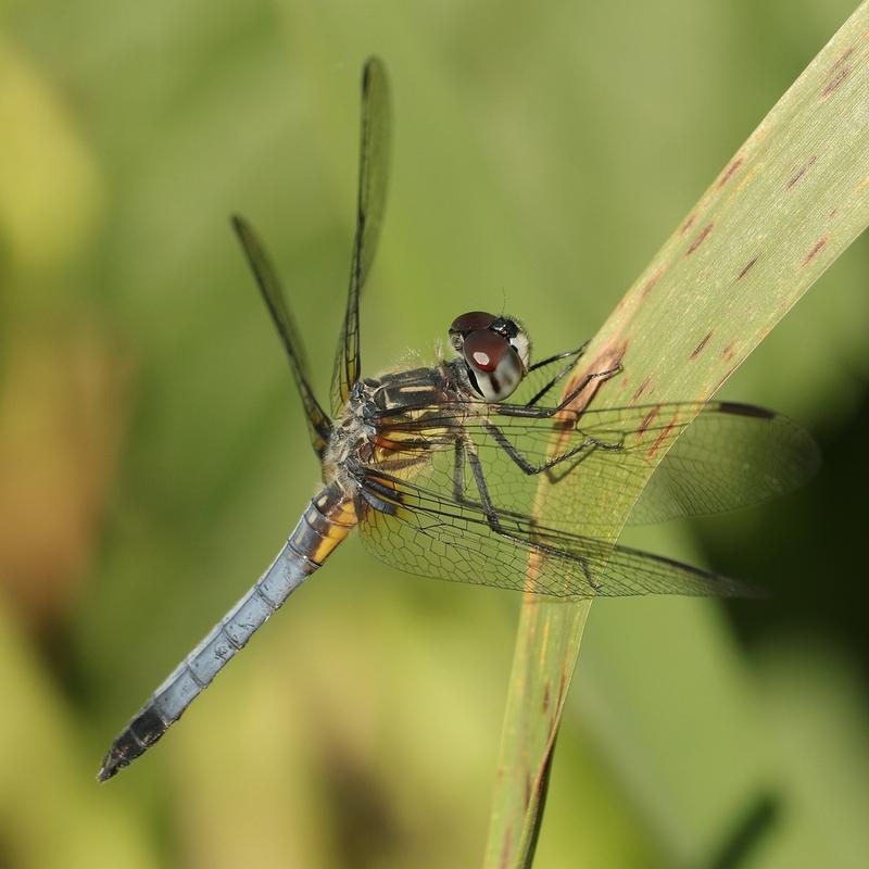 Photo of Blue Dasher