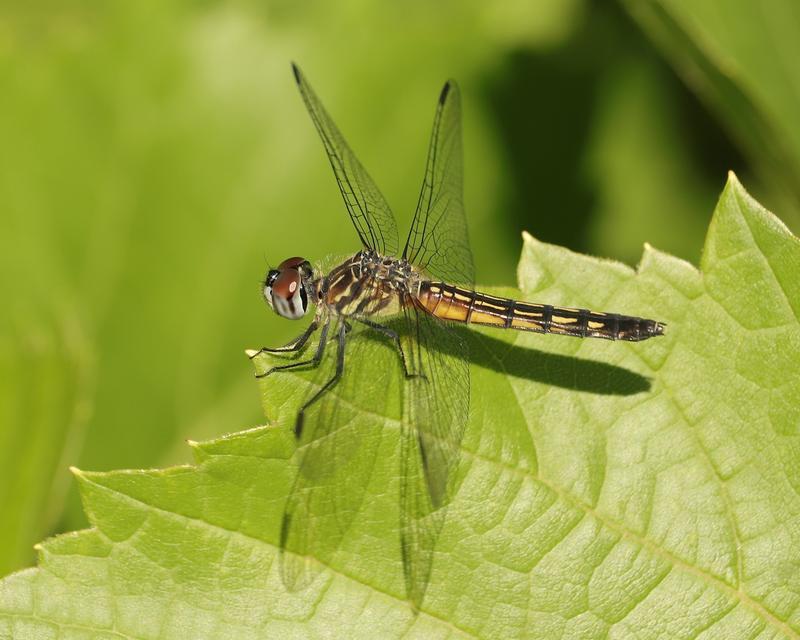 Photo of Blue Dasher