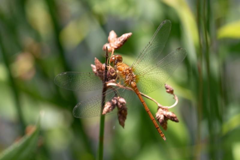 Photo of Autumn Meadowhawk
