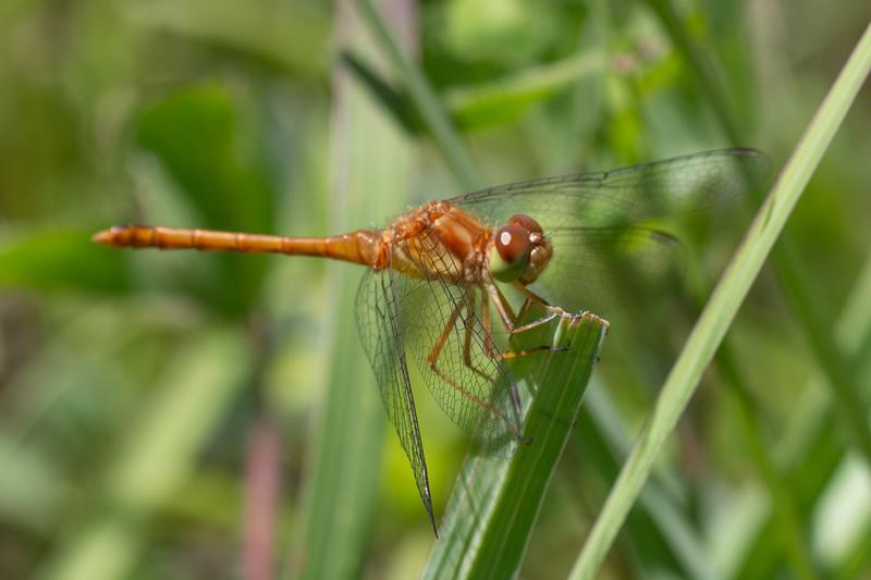 Photo of Autumn Meadowhawk