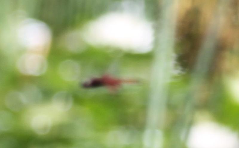 Photo of Carolina Saddlebags