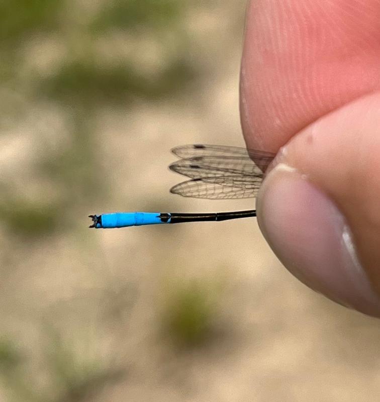 Photo of Azure Bluet