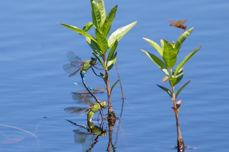Photo of Common Green Darner