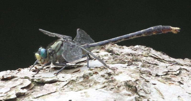 Photo of Unicorn Clubtail
