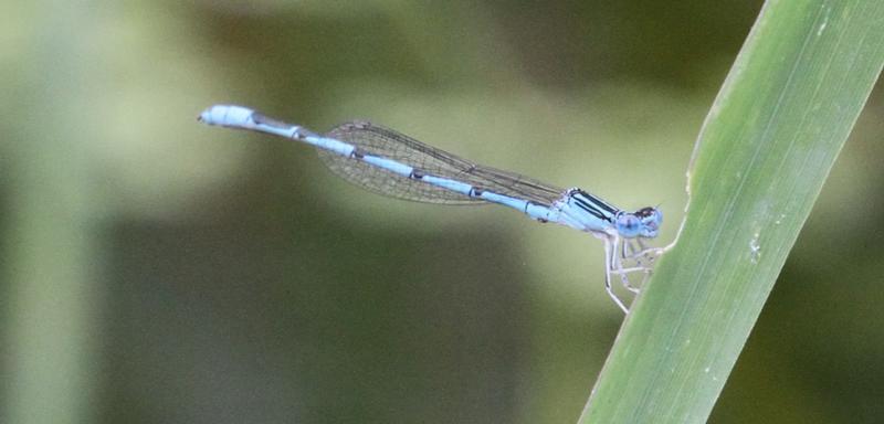Photo of Double-striped Bluet