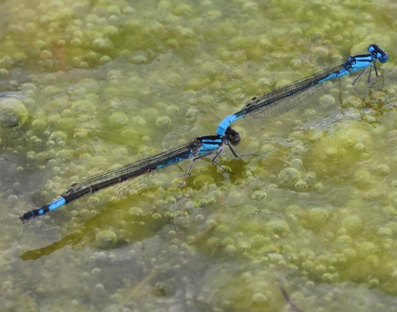 Photo of Azure Bluet