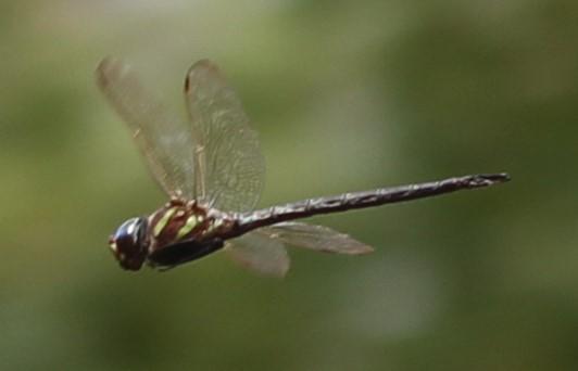 Photo of Swamp Darner