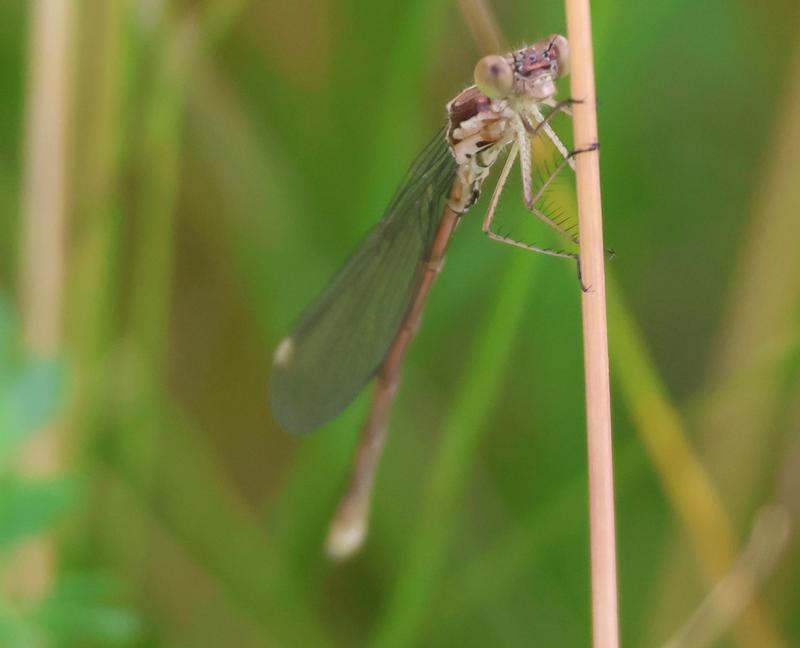 Photo of Spotted Spreadwing