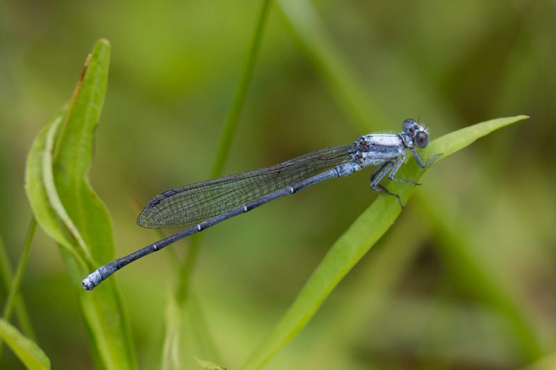 Photo of Powdered Dancer