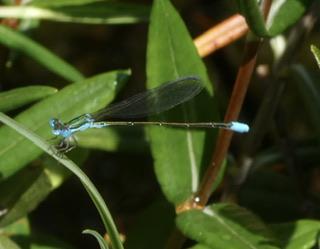 Photo of Sphagnum Sprite