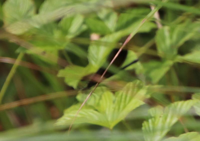 Photo of Ebony Jewelwing