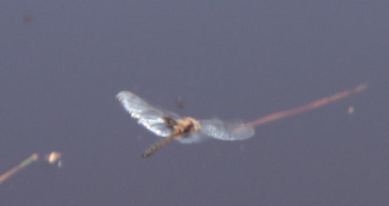 Photo of Common Baskettail