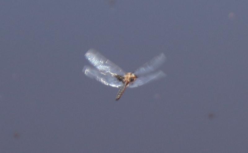 Photo of Common Baskettail